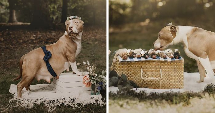 pregnant pit bull cute maternity photo shoot fb8 png 700