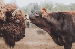 best friends blind bison cow lighthouse farm sanctuary fb29 png 700