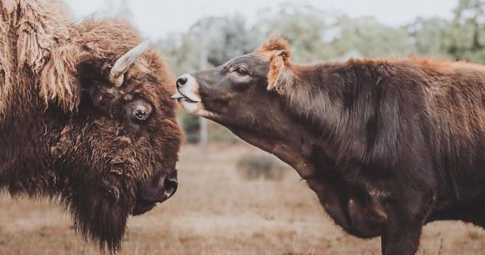 best friends blind bison cow lighthouse farm sanctuary fb29 png 700