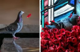 pigeon poppies nest remembrance day australian war memorial fb png 700