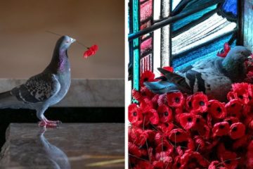 pigeon poppies nest remembrance day australian war memorial fb png 700