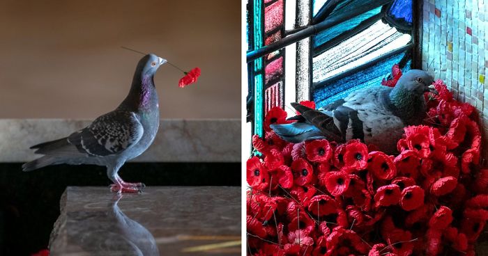 pigeon poppies nest remembrance day australian war memorial fb png 700