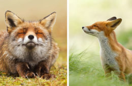 zen foxes roeselien raimond fb 700