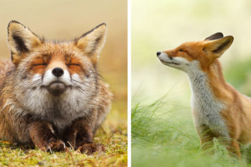 zen foxes roeselien raimond fb 700