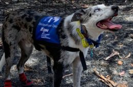 bear the koala detection dog australia fb9 png 700