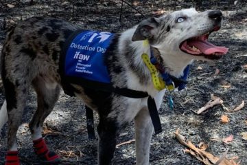 bear the koala detection dog australia fb9 png 700