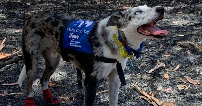 bear the koala detection dog australia fb9 png 700