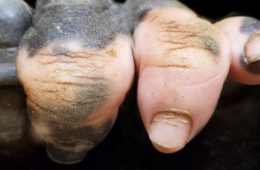 closeup gorilla hand pink white pigmentation anaka zoo atlanta fb png 700