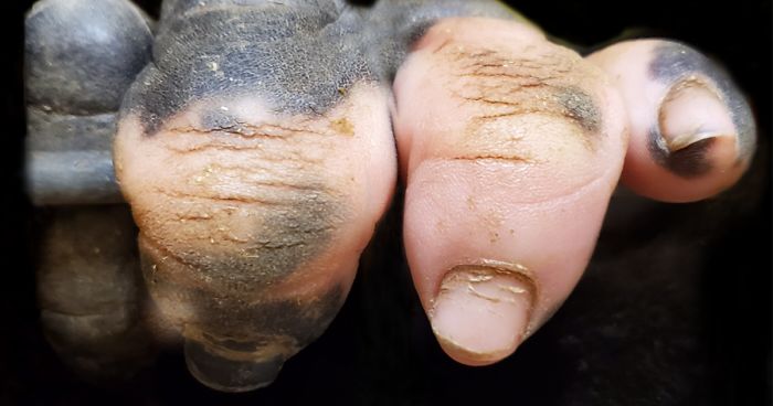 closeup gorilla hand pink white pigmentation anaka zoo atlanta fb png 700