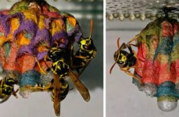 colorful paper wasp nests rainbow mattia mechetti fb 700 png