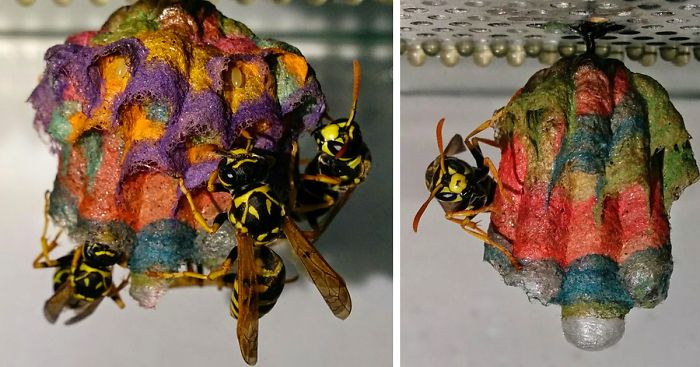 colorful paper wasp nests rainbow mattia mechetti fb 700 png