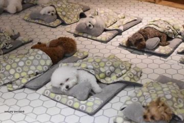 dogs nap time puppy spring daycare center fb4 png 700
