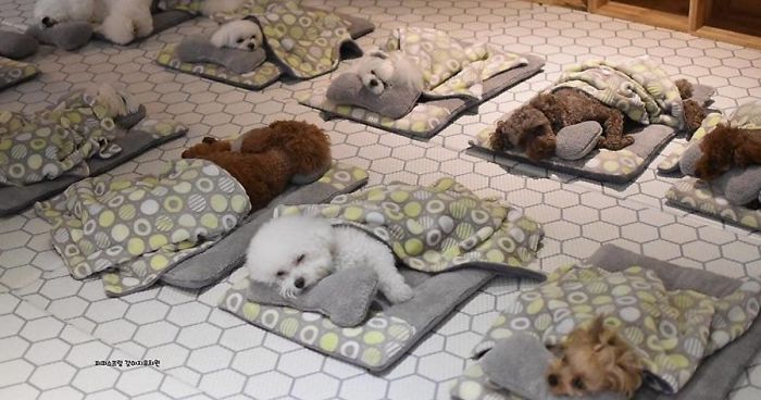 dogs nap time puppy spring daycare center fb4 png 700