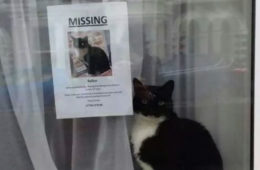 missing cat poster found next fb 700