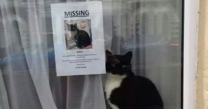 missing cat poster found next fb 700