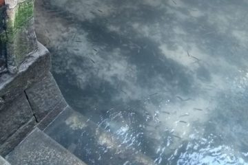 fish seen in clear venice canals after coronavirus lockdown fb4 png 700