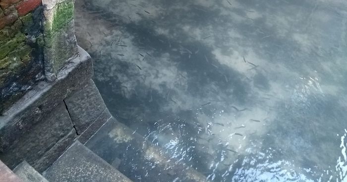 fish seen in clear venice canals after coronavirus lockdown fb4 png 700
