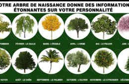 Votre arbre de naissance 1200x667 1