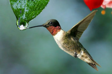 colibri