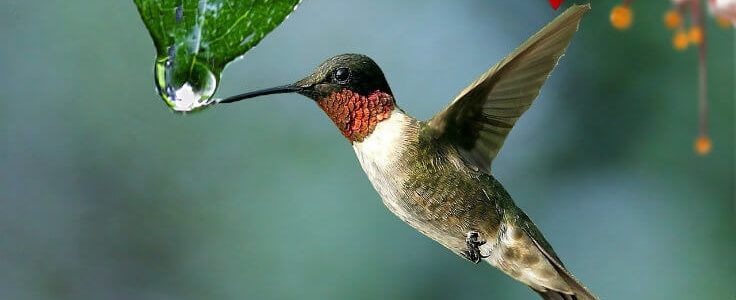 colibri