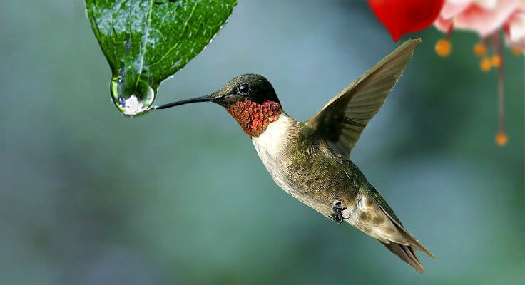 colibri